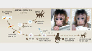 인간과 가장 가까운 원숭이 복제했다