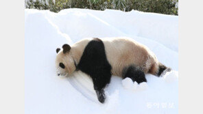 [청계천 옆 사진관]“이 정도 추위쯤이야” 최강한파 속 동물들의 겨울나기