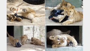 분명히 피임했는데… 세 마리나 태어나다니! 선택받은 아기 사자들