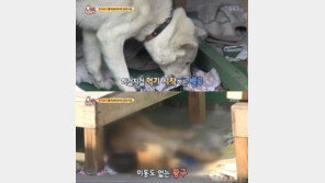 ‘동물농장’ 한파 속 방치된 백구·황구 사연에 누리꾼 분노 “동물보호법 강화해야”