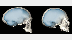 “인류가 문명이룬 비결은 뇌 크기 아닌 모양”