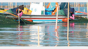 [남도&情]‘무공해 식품’ 매생이 살살 녹는 맛 최고