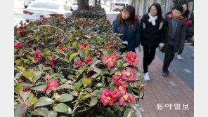 한파 속 더 붉은 동백꽃