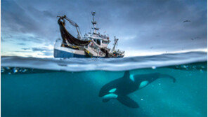 심해 생물의 치열한 생존 몸짓… 망망대해 비경에 빠진 지구촌