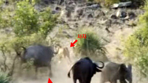 [영상]사자 공격받은 새끼 코끼리 구해주는 물소떼, 초식동물 ‘동병상련’?