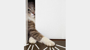 이 녀석을 알고싶다… ‘고양이 책’ 불티