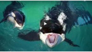 [영상]사람 말 따라하는 범고래 신기, “헬로~바이바이~원투쓰리” 