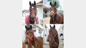 스피드 최강마 모여라