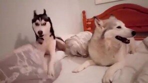 [영상] “사람 싸움인 줄” “너무 귀여워”…개싸움 영상 온라인 화제