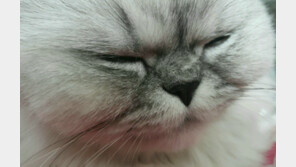 “고양이 시끄러워”…이웃집 방화한 60대 남성, 경찰에 붙잡혀