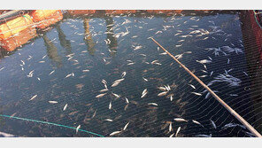 호남지역 한파로 어류-농작물 피해 속출