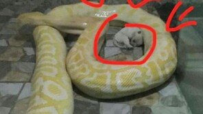 비단뱀에 ‘산 강아지’ 먹이로 준 동물원에 비난 쇄도…어디냐고? 