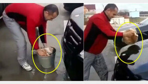 고양이를 수건처럼? 물에 적셔 박박 문질러 대는 잔인한 남성