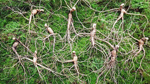 [행복한 설 선물] 10년근 산양산삼, 50명 한정 판매