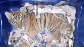 구멍 여럿 뚫린 택배 상자 열어보니…생후 2개월 된 새끼 호랑이가 ‘떠억’