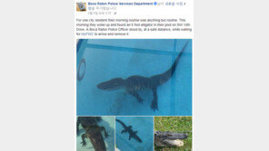 누가 수영장 안에 악어를 풀었나? 자기 발로 들어간 2m 넘는 악어