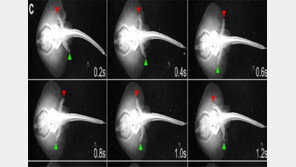 최초 발자국 남긴 주인공은 ‘홍어’