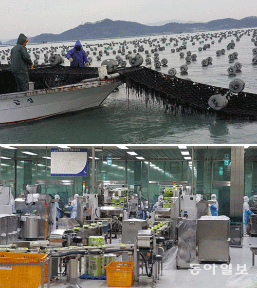 ‘바다의 잡초’서 웰빙식품으로… “수출1위 참치, 게 섰거라!”