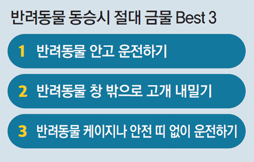 강아지 안고 운전땐 범칙금 최대 5만원