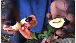 [대박! 이거 봤어?] 평생 한 번 먹어보기도 힘든 과일들