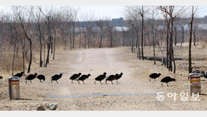 오리떼 ‘먹이 찾아 3만리’