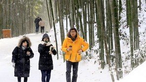 새하얀 눈에 덮인 죽녹원