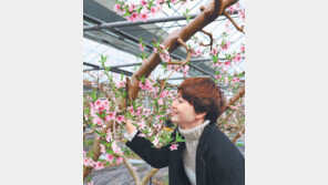 봄 소식 알리는 복사꽃