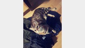 윤균상 품종묘 분양에 누리꾼 설전…“제가 모자랐다, 죄송” 사과