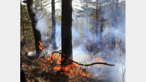 ‘대구 산불’에 화들짝… 올해 산불 벌써 110여건, 작년 대비 2배 증가
