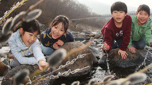 봄기운 머금은 버들강아지