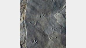 1억1000만년 전 한반도는 ‘도마뱀-개구리 천국’