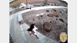 [영상] 도망친 곳이 하필?…경찰 피해 경찰서로 달아난 도둑들 ‘황당’