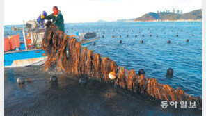 기장미역 채취 구슬땀