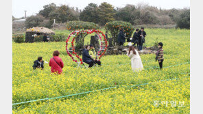 유채꽃밭에 내려앉은 봄