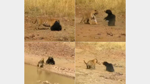 [영상]곰에게 싸움 걸었다가 ‘大굴욕’ 당한 호랑이…‘○’ 때문?