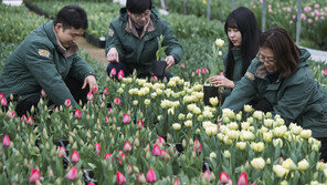 [포토] 에버랜드, 성큼 다가온 봄소식은 튤립의 향기에서…