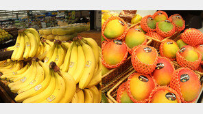 필리핀産 바나나만?… 에콰도르産도 있어요 