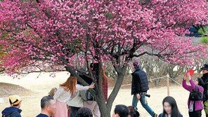 홍매화가 활짝… “봄이 왔어요”