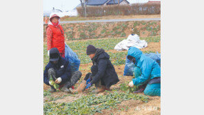 봄향기 머금은 시금치 수확