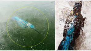 물속에서 그대로 얼어 죽은 새… 유럽 이례적 한파에 몸살!