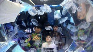 눈 앞에 펼쳐진 해파리 생태계