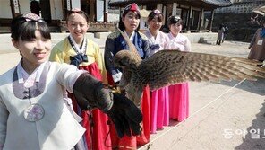 “내 팔에 황조롱이가…” 매사냥 체험하는 관광객들