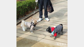 “우리 개는 순해서 안물어요”, 여전히 목줄 안매는 견주들 