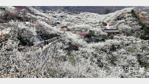 짙은 매화 향에 실려… “봄, 자네 왔는가”