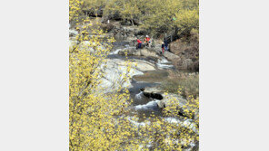 지리산 산수유마을에 산수유 활짝