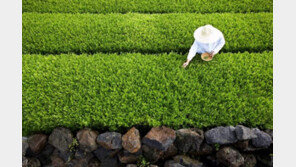[화합으로 거듭나는 제주]100만평 제주 유기농 차밭에서 일궈낸 대한민국 대표 차(茶) ‘오설록’