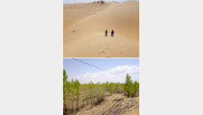 산림청, 中사막에 올해 40만 그루 나무 심는다