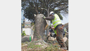 제주 아열대 기후 상징 ‘담팔수’가 말라죽는다