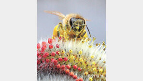 [고양이 눈]꿀 빤다고요? 천만에!