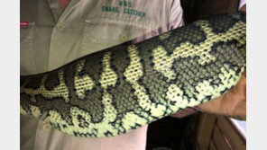 먹이로 착각해 꿀꺽?…뱀 X-ray 사진 속 ‘슬리퍼’가 떠억!